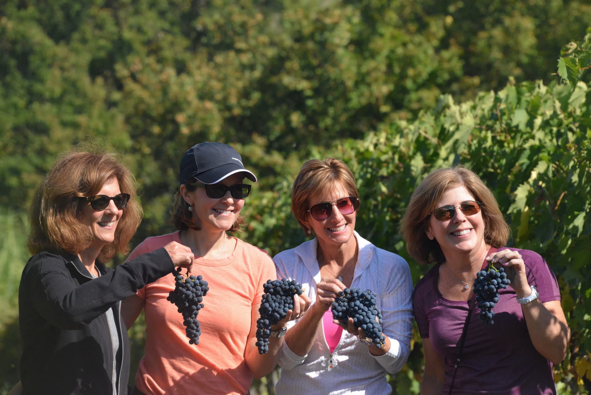 Grape Harvest