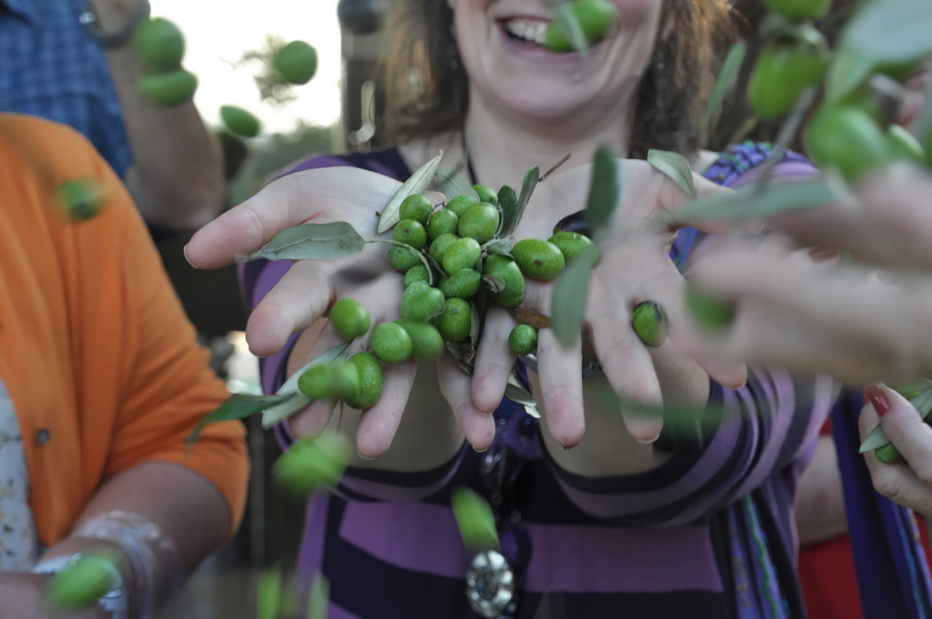 Olive Oil Pressing