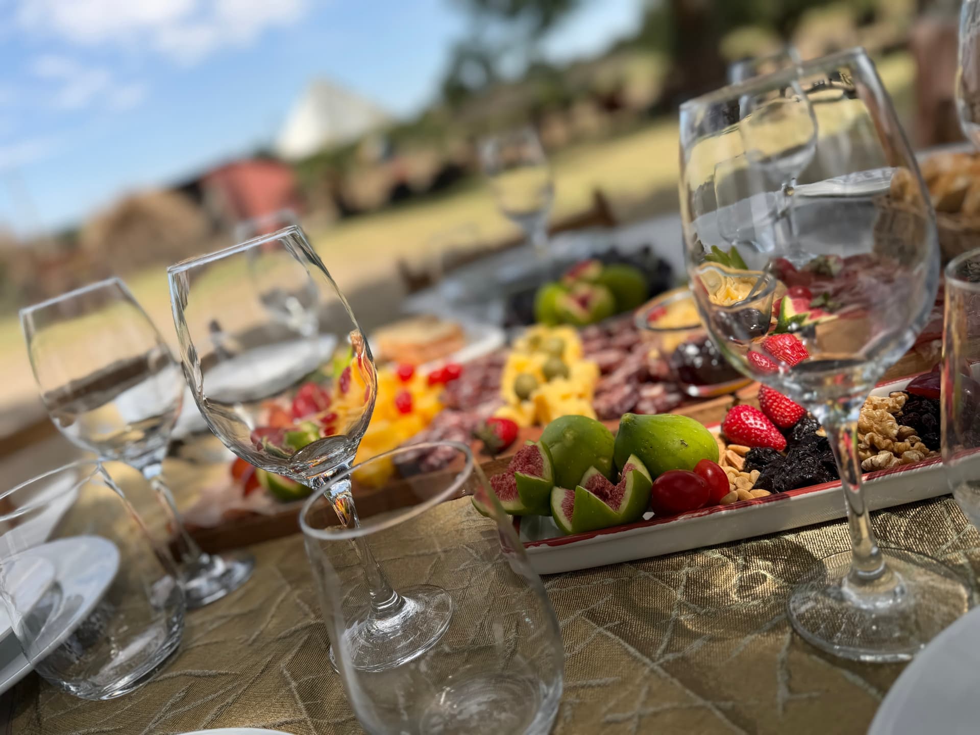Harvest Tannat Grapes