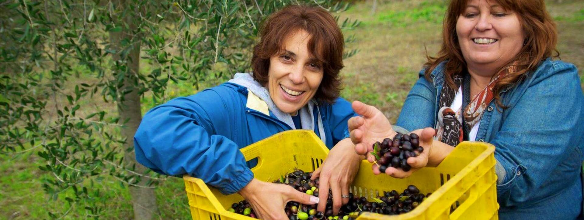 Picking Olives in Umbria