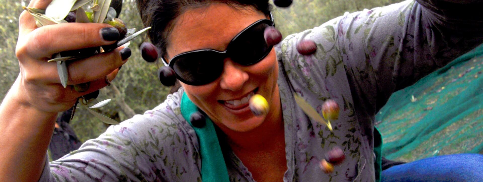 Harvesting Olives