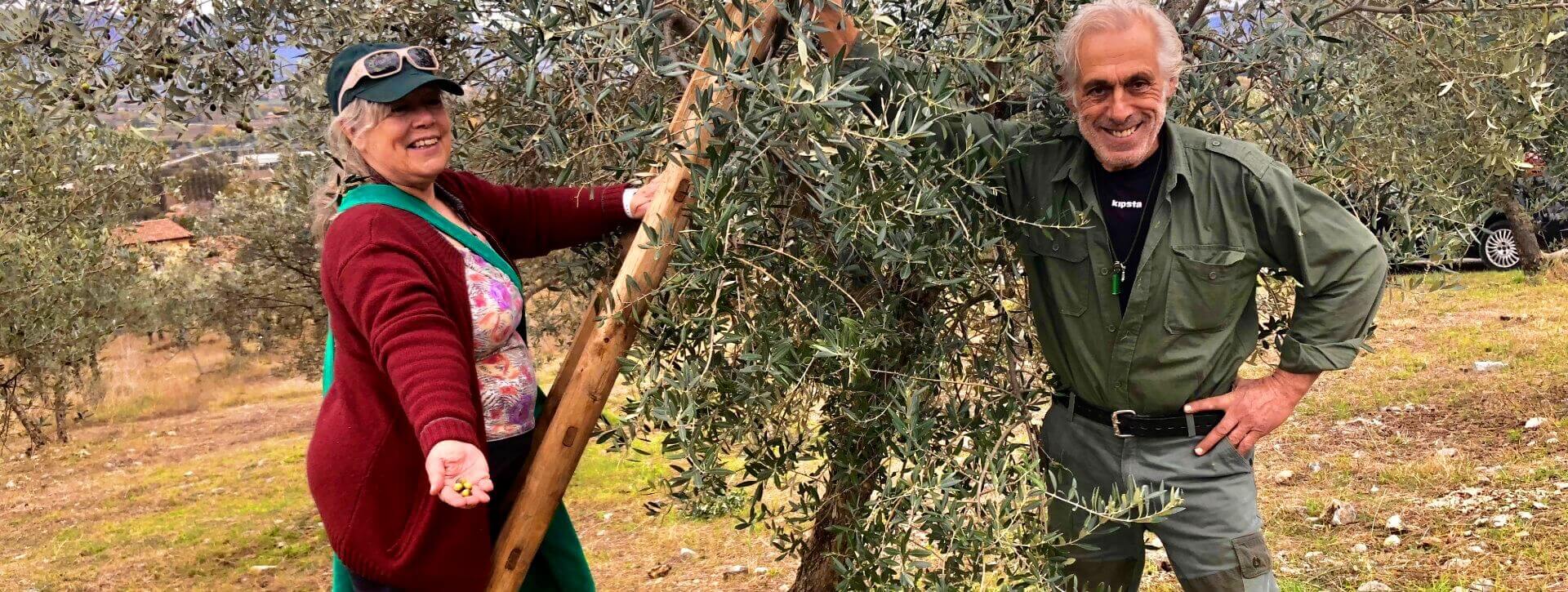 Umbrian Olive Trees