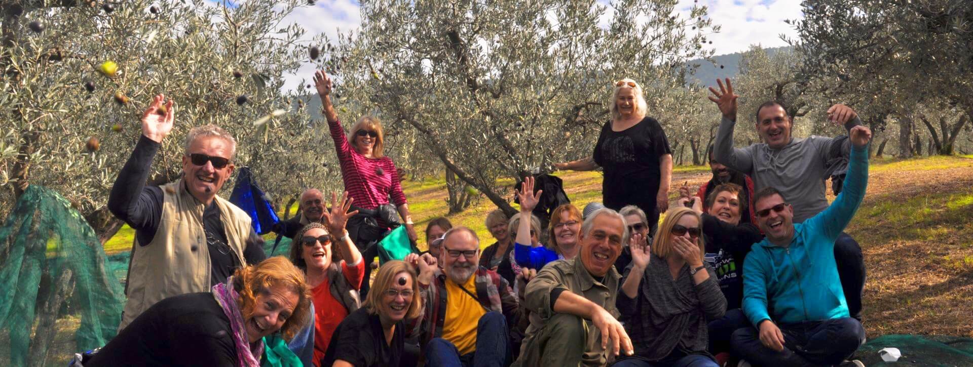 A day of fun harvesting olives