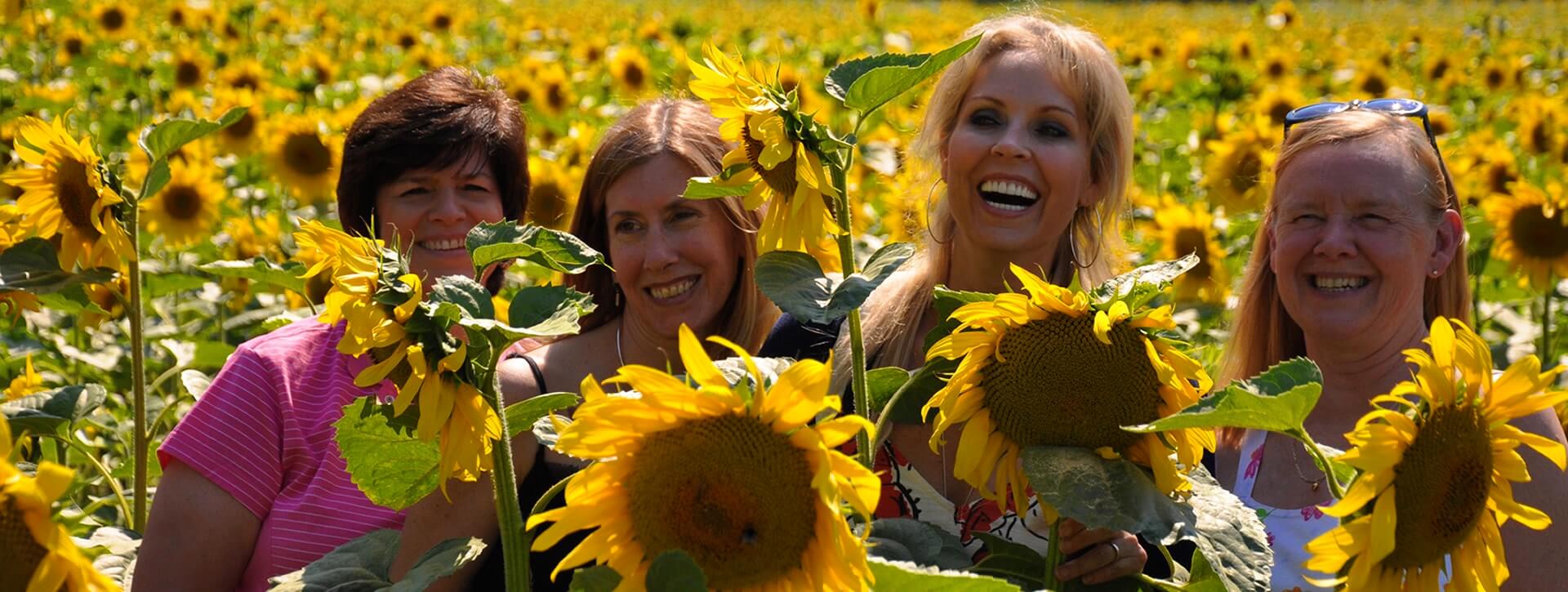 Tuscany Sunflower Fields